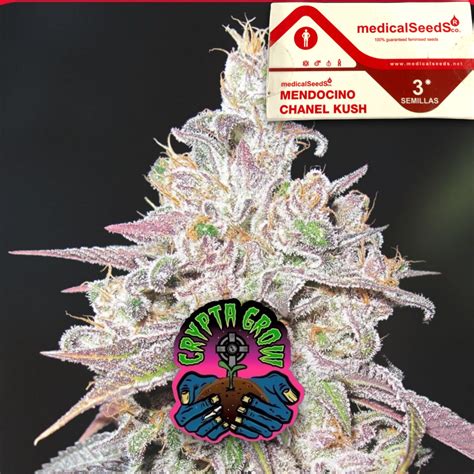 mendocino Chanel kush seeds